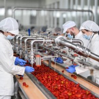 production line of cherry peppers getting stuffed with cottage cheese by workers - food stock pictures, royalty-free photos & images