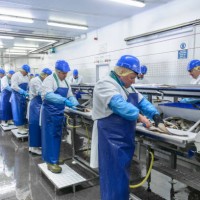 production line of workers filleting fish in factory - food stock pictures, royalty-free photos & images