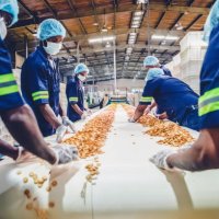 production line workers collecting freshly baked biscuits from the conveyor belt - food stock pictures, royalty-free photos & images