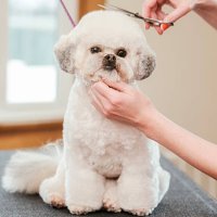 professional dog groomer in a pet salon - hairstyle stock pictures, royalty-free photos & images