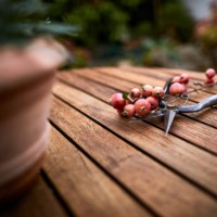 pruning shears and berries on garden table - garden decoration stock pictures, royalty-free photos & images