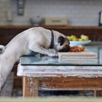 puck dog stealing pastry from dinner table in kitchen - food photos et images de collection