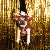 pug dressed as a christmas deer in new year's decor golden curtain on the background - home decoration stock pictures, royalty-free photos & images