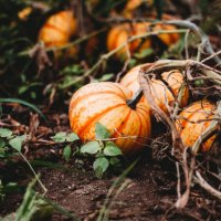 pumkin field - garden decoration stock pictures, royalty-free photos & images