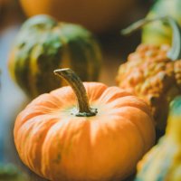 pumpkin - garden decoration stock pictures, royalty-free photos & images