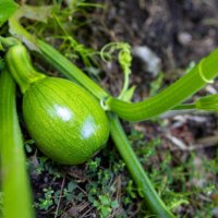 pumpkin growing on vigorous vine in vegetable garden - garden decoration stock pictures, royalty-free photos & images