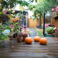 pumpkins in the backyard - garden decoration stock pictures, royalty-free photos & images