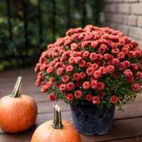 pumpkins on a porch - home decoration stock pictures, royalty-free photos & images