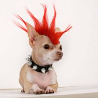 punk - hairstyle photos et images de collection