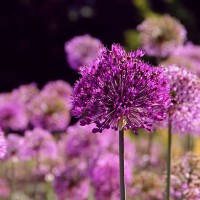 purple allium flowers - garden decoration stock pictures, royalty-free photos & images
