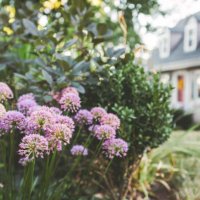 purple allium in front of a residential home. - garden decoration stock pictures, royalty-free photos & images