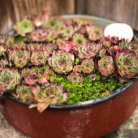 purple and green flowers in red bowl - garden decoration stock-fotos und bilder