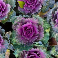 purple and white ornamental cabbage - garden decoration stock pictures, royalty-free photos & images