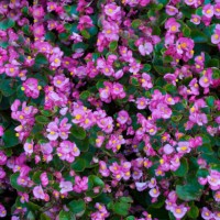 purple begonia covering textured background - garden decoration stock pictures, royalty-free photos & images