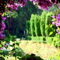 purple bougainvillea flowers - garden decoration stock pictures, royalty-free photos & images