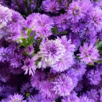 purple close up blue callistephus chinensis aster. - garden decoration stock pictures, royalty-free photos & images