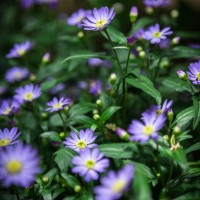 purple daisies - garden decoration stock pictures, royalty-free photos & images