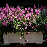 purple flower in front of door - garden decoration stockfoto's en -beelden