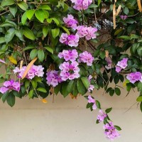 purple garlic vine. - garden decoration stock pictures, royalty-free photos & images