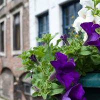 purple gent garden - garden decoration stock pictures, royalty-free photos & images