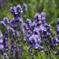 purple lavender flowers against blurred meadow background - garden decoration stock pictures, royalty-free photos & images