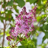 purple lilac (syringa vulgaris) - garden decoration stock pictures, royalty-free photos & images