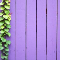 purple painted wooden palisade with ivy in montreal (canada) - garden decoration stock pictures, royalty-free photos & images