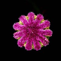 purple poppy core - garden decoration stock pictures, royalty-free photos & images