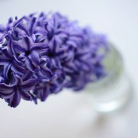 purple spring. - garden decoration stock pictures, royalty-free photos & images