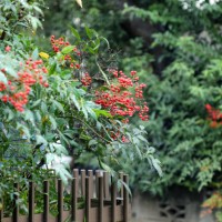 rain-kissed heavenly bamboo berries - garden decoration stock pictures, royalty-free photos & images
