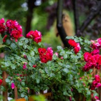 rain water on the rose in the residential area. - garden decoration stockfoto's en -beelden
