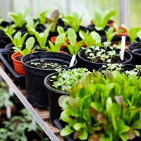 rangées de graines - garden decoration photos et images de collection