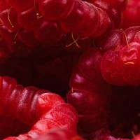 raspberries close up macro of fruit berries - food stock pictures, royalty-free photos & images