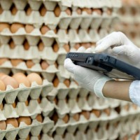 real-time production data and increased efficiency with poultry and eggs layer management solution. close-up shot of a production line worker using a tablet to input quantity data of fresh eggs on a package after the sorting 