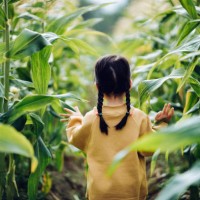 rear view of lovely little asian girl walking through corn field. she is experiencing agriculture in an organic farm and learning to respect the mother nature - food stock pictures, royalty-free photos & images
