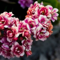 red and white blooming flowers - garden decoration stock pictures, royalty-free photos & images