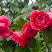 red camellia flowers - garden decoration stock-fotos und bilder