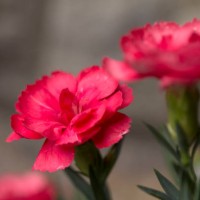 red carnation - garden decoration stock pictures, royalty-free photos & images