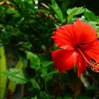 red hibiscus flower focused with green background - garden decoration stock pictures, royalty-free photos & images