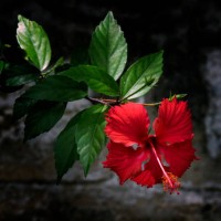 red hibiscus on stone wall background - garden decoration stock pictures, royalty-free photos & images
