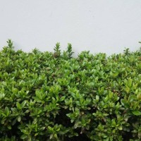 red ixora flower blossoms bush green tree on white cement wall background - garden decoration stockfoto's en -beelden