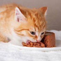 red little kitten eating soft wet food - food stock pictures, royalty-free photos & images