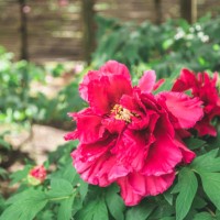 red peonies - garden decoration stock-fotos und bilder