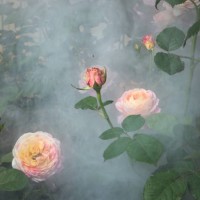 red rose blooming in the garden - garden decoration stock pictures, royalty-free photos & images