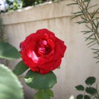 red rose flower in garden - garden decoration stock pictures, royalty-free photos & images