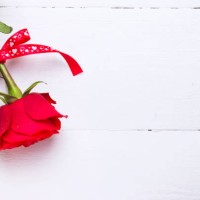red rose of love on a white wooden background - garden decoration stock pictures, royalty-free photos & images