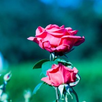 red rose on the branch in the garden - garden decoration stock pictures, royalty-free photos & images