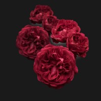 red roses - garden decoration stock pictures, royalty-free photos & images