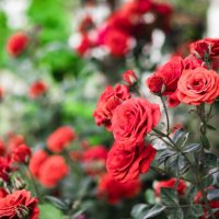 red roses garden on a blurry background - garden decoration stock pictures, royalty-free photos & images