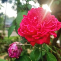 red roses grow and bloom in nature - garden decoration stock pictures, royalty-free photos & images
